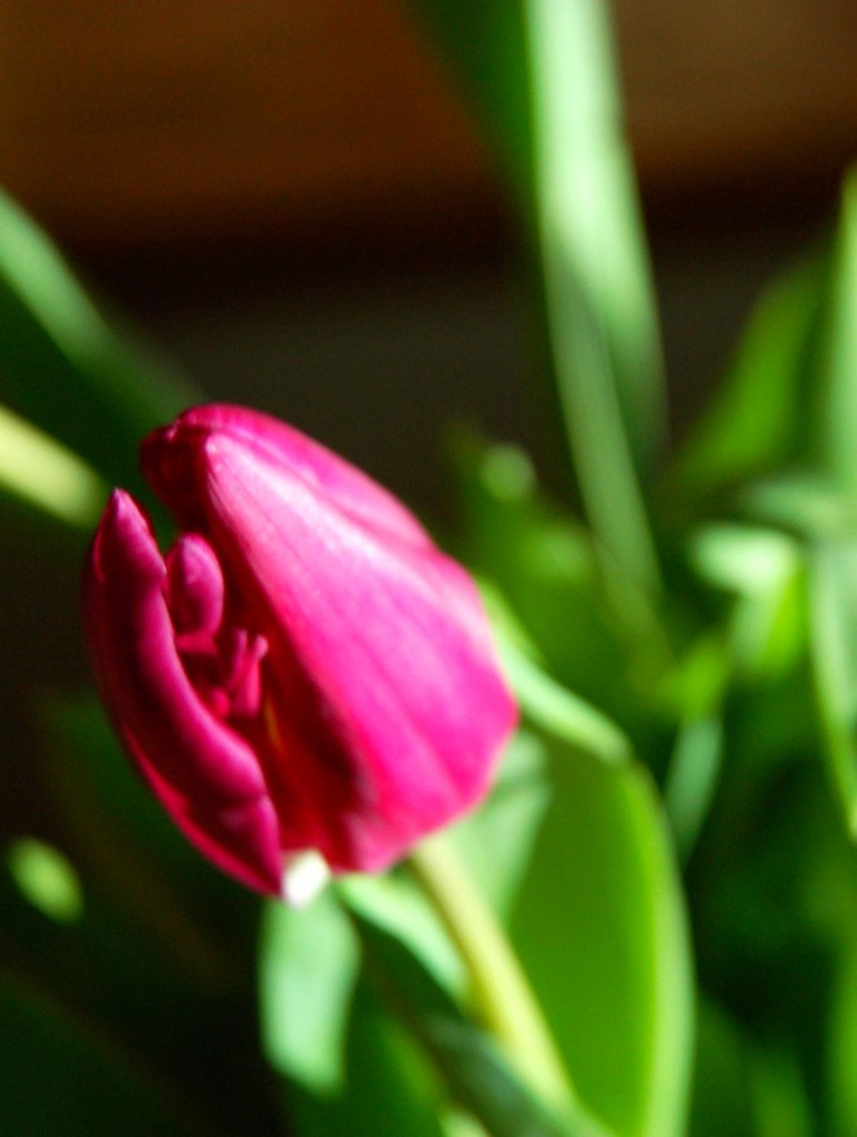 single tulip